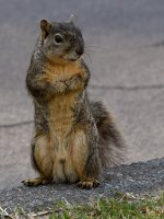 Squirrel6.jpg