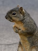 Squirrel8.jpg