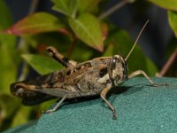 Grasshopper.jpg