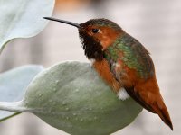 Hummer8.jpg