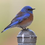Bluebird3.jpg