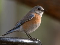 Bluebird6.jpg