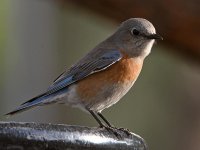 Bluebird7.jpg