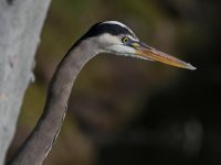 BlueHeron2.jpg