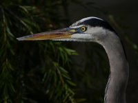 BlueHeron4.jpg