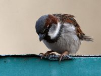 Sparrow3.jpg