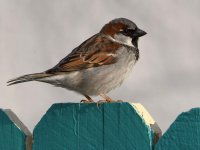Sparrow5.jpg