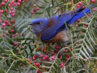 Bluebird2.jpg