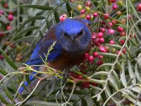 Bluebird5.jpg
