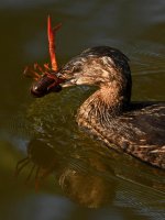 Grebe3.jpg