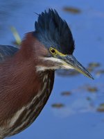 GreenHeron10.jpg
