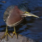 GreenHeron12.jpg