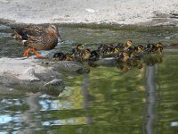 Mallard.jpg