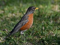 Robin.jpg