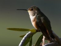 Hummer2.jpg