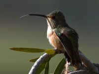 Hummer5.jpg