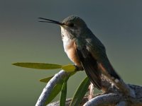 Hummer3.jpg