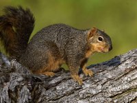 Squirrel6.jpg