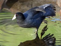 Coot2.jpg