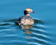 HornedGrebe-805.jpg