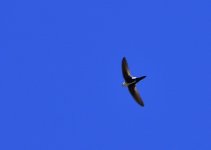 _ROY5160_00001.jpg