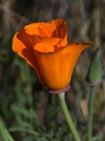 Poppy.jpg