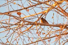 03-27-21-CR-_D500148-ON1.jpg