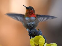 Hummer.jpg
