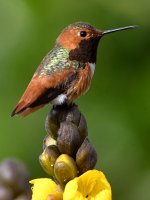 Hummer4.jpg