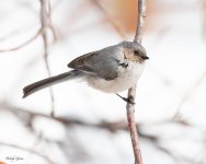 Bushtit-805.jpg