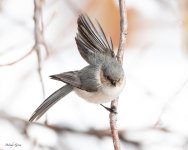 Bushtit-806.jpg