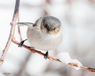 Bushtit-808.jpg