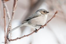 Bushtit-809.jpg