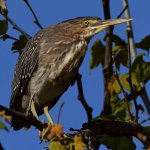 GreenHeron2.jpg