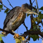 GreenHeron4.jpg