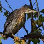 GreenHeron5.jpg