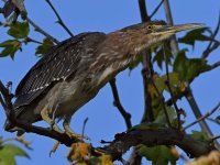 GreenHeron7.jpg
