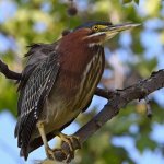 GreenHeron14.jpg