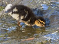 Duckling2.jpg