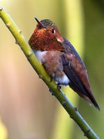 Hummer.jpg