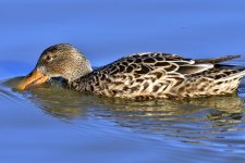 _ROY5954_00001_01.jpg