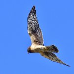 _ROY6262_00001.jpg