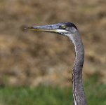 _ROY6317_00001.jpg
