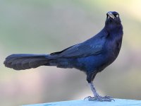 Grackle.jpg