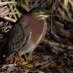 GreenHeron2.jpg