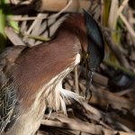 GreenHeron5.jpg