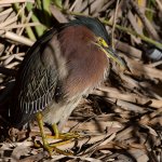 GreenHeron7.jpg