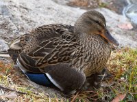 Mallard3.jpg