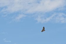 04-01-21-CR_D500162-ON1.jpg