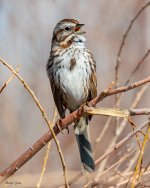 SongSparrow-805.jpg